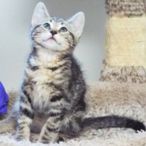 Picture of Lollygag