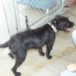 Picture of Lovey