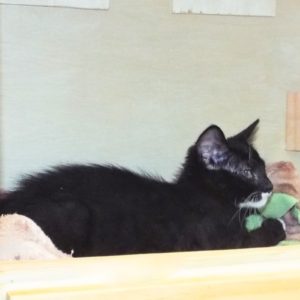 Picture of Marble