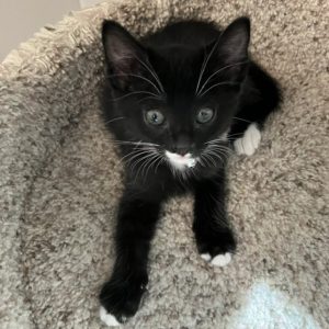 Picture of Marble