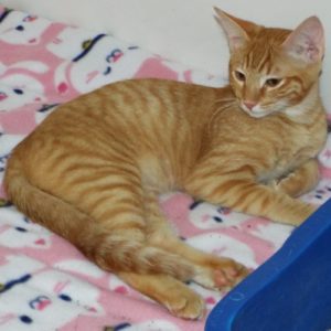 Picture of Matata