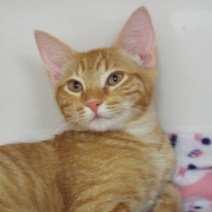 Picture of Matata