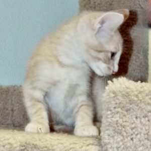 Picture of Max