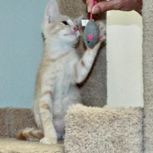 Picture of Max