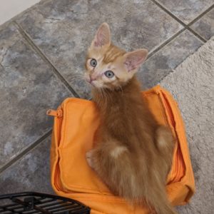 Picture of Merlin