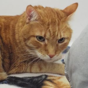 Picture of Miko
