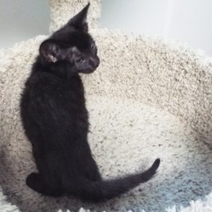 Picture of Night Paws