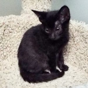 Picture of Night Paws