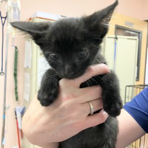 Picture of Night Paws