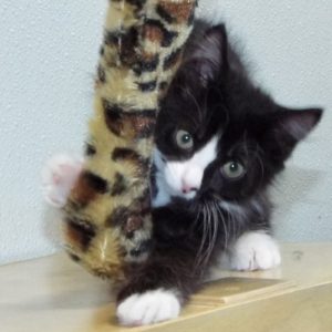 Picture of Oreo