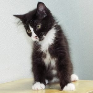 Picture of Oreo