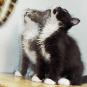 Picture of Oreo