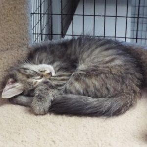Picture of Oscar