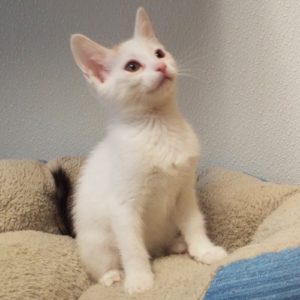Picture of Pal