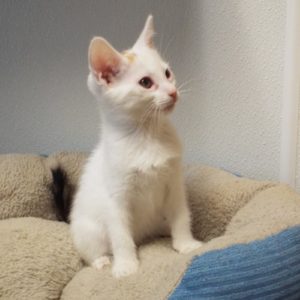 Picture of Pal
