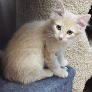 Picture of Peanuts