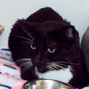 Picture of Pongo