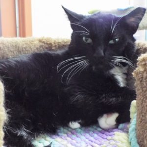 Picture of Pongo