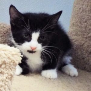 Picture of Fluff