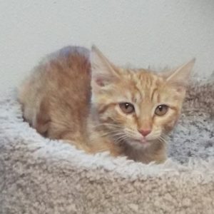 Picture of Pumpkin