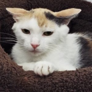 Picture of Queen Bee