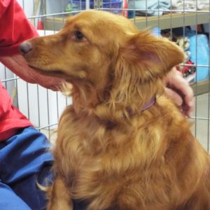 Picture of Rowena