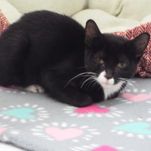 Picture of Sambuca