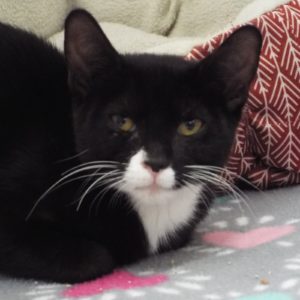 Picture of Sambuca