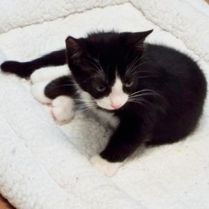Picture of Shortbread