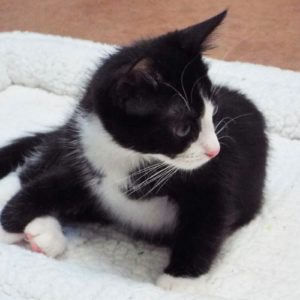 Picture of Shortbread