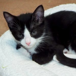Picture of Shortbread