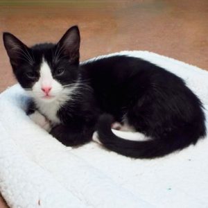 Picture of Shortbread