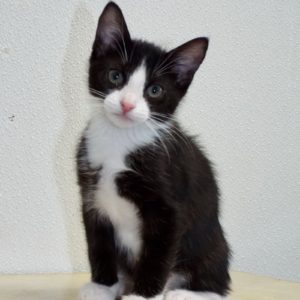 Picture of Shortbread