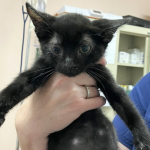 Picture of Sugar Bear