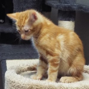 Picture of Sugar Puff
