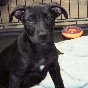 Picture of Tabitha