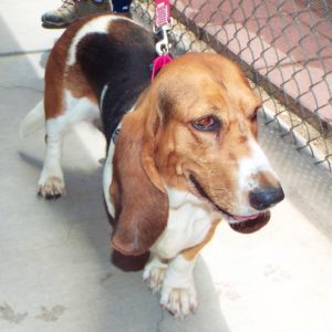 Picture of Taffy