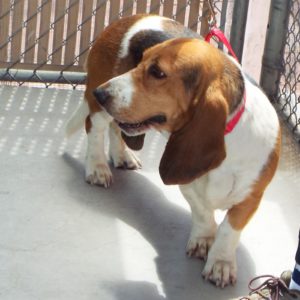Picture of Taffy