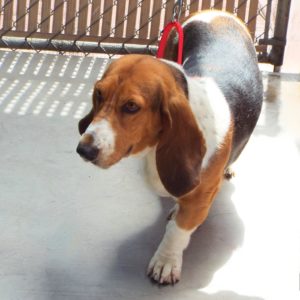 Picture of Taffy