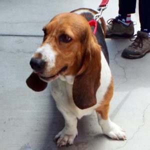 Picture of Taffy
