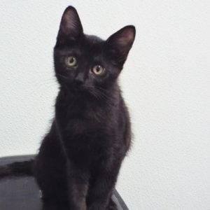 Picture of Teddy Bear