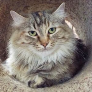 Picture of Wiggles