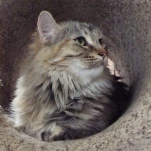 Picture of Wiggles