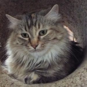 Picture of Wiggles