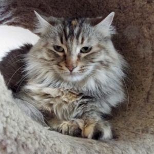 Picture of Wiggles
