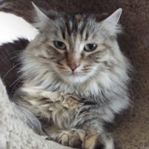 Picture of Wiggles