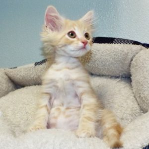 Picture of Yogi