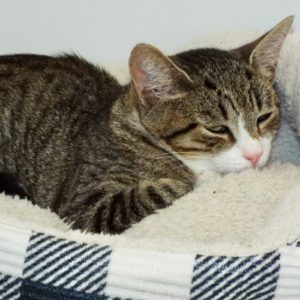 Picture of Amaretto