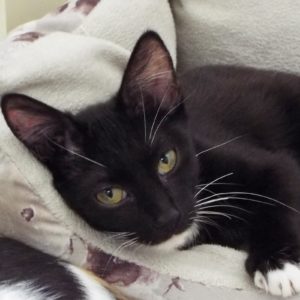 Picture of Banshee