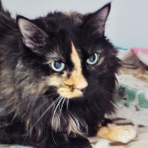 Picture of Blink